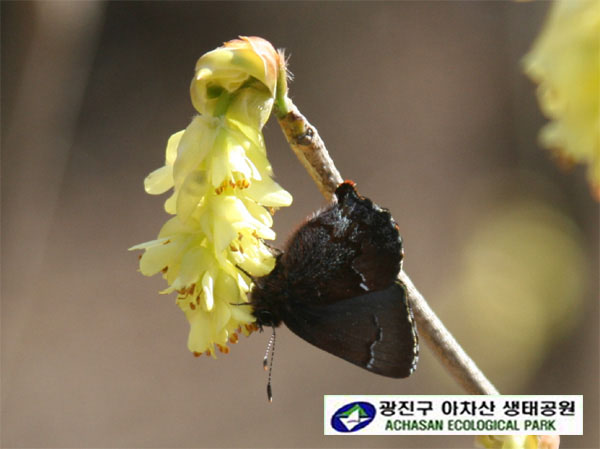 쇳빛부전나비