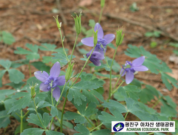 하늘매발톱