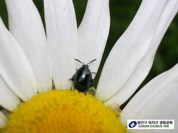 점날개잎벌레