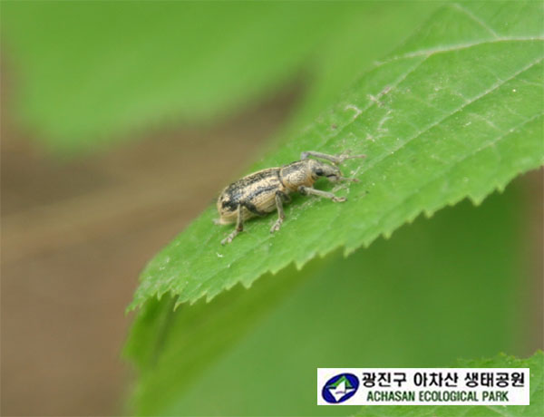 털보바구미