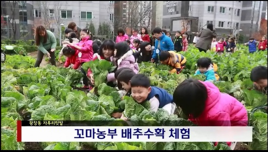 꼬마농부 배추수확 체험