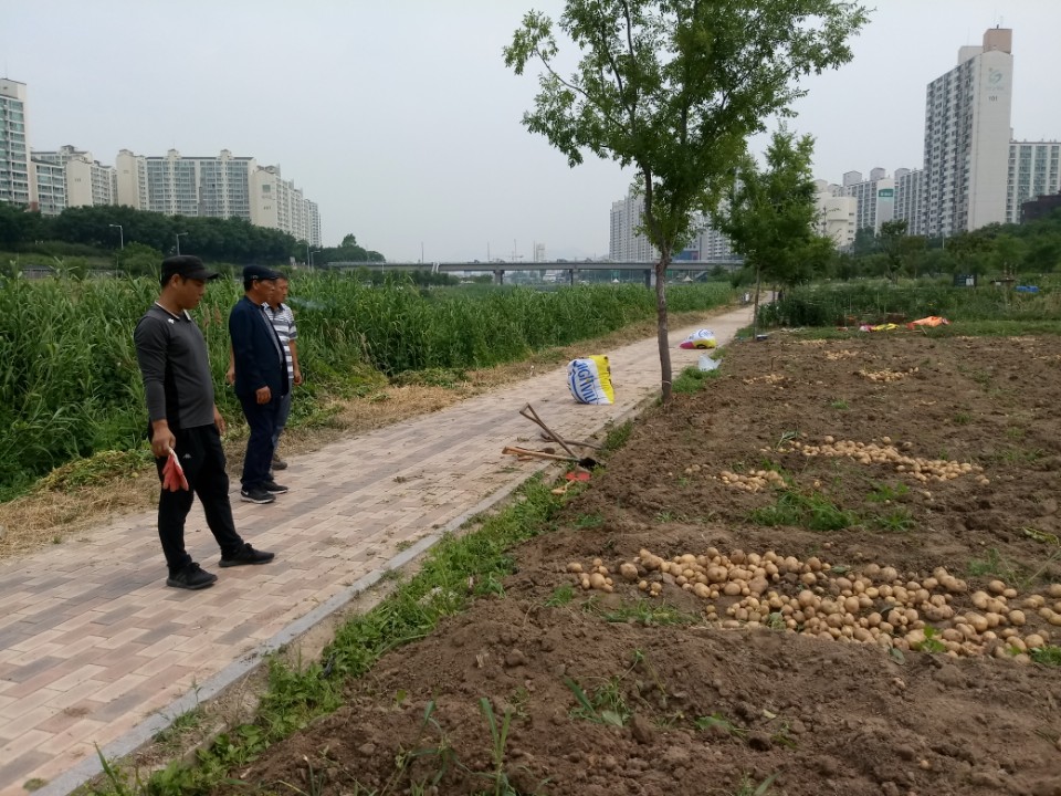 푸른농장 감자 수확(2018.6.25.)