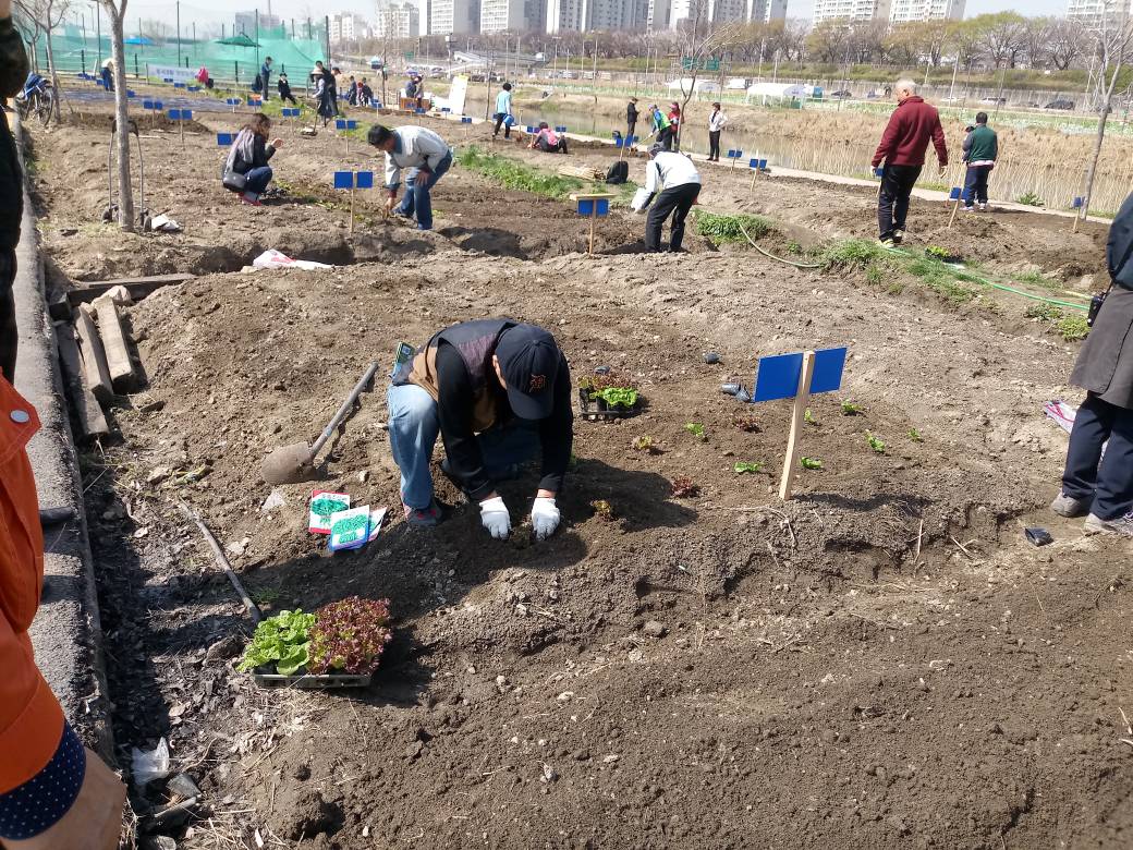 중랑천 텃밭 퇴비주기 및 모종심기