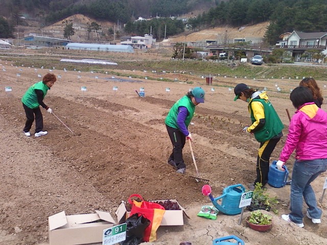 새마을부녀회(회장 전태연)-텃밭 고르기(20120418)