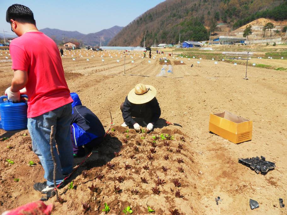 단체회원들과 주말농장 경작