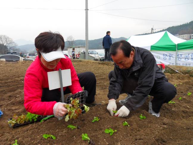 주말농장<상추심어요>